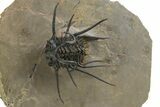 Insane Dicranurus Trilobite - Flying Preparation #312389-2